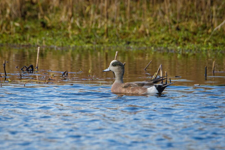 American Widgeon Male Swimming Along Edge Of Reeds