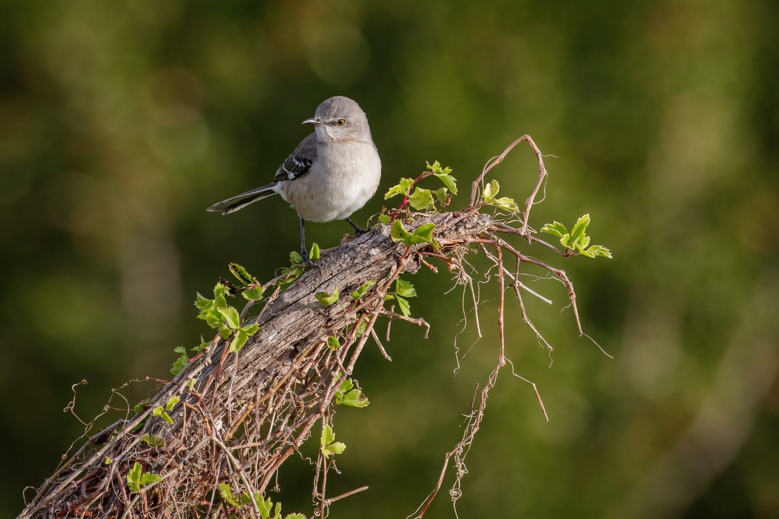 Mockingbird Perched On Top Of Shrub