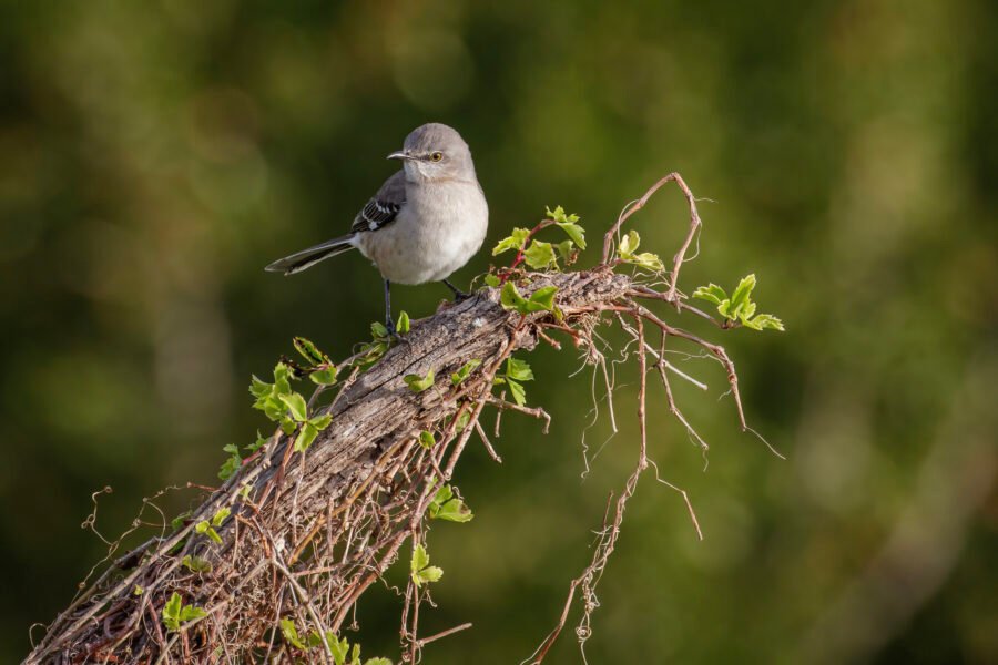 Mockingbird Perched On Top Of Shrub