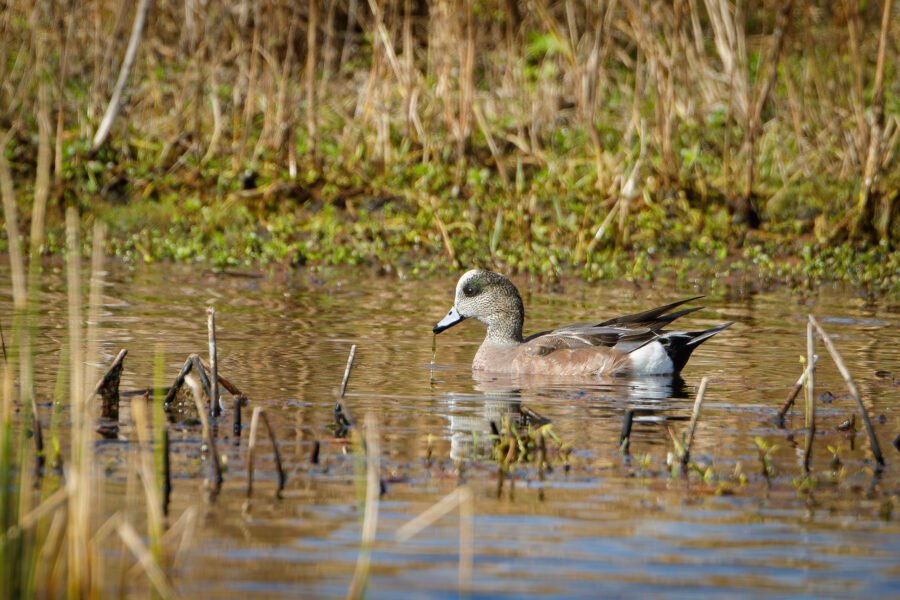 American Widgeon Male Eating Grass In Small Pond