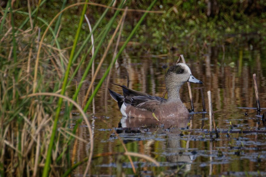 American Widgeon Male Emerging From Reeds