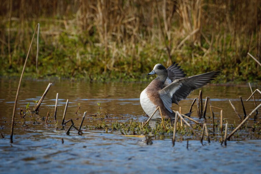 American Widgeon Male Exercising Wings