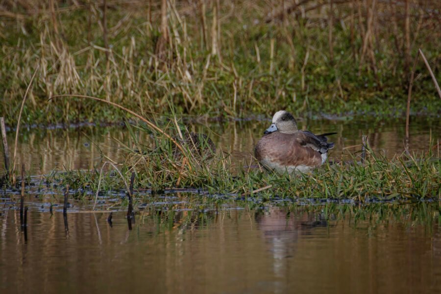 American Widgeon Male Sitting On Grass Island