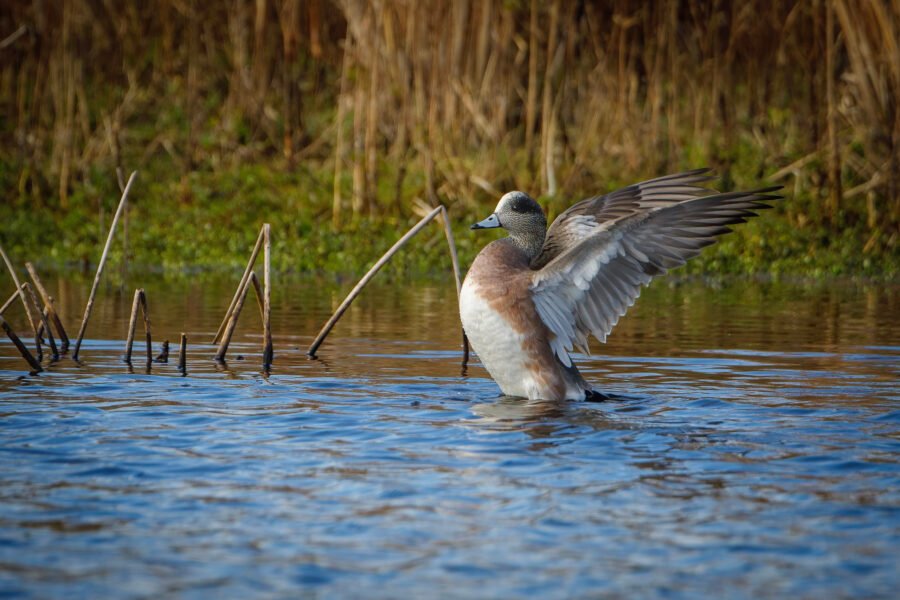 American Widgeon Male Stretching Wings