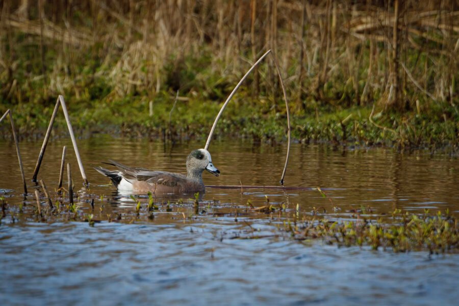 American Widgeon Male Swimming In Small Pond