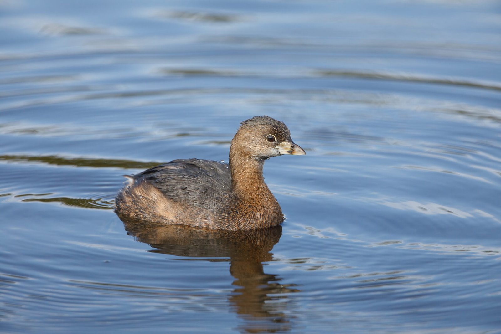 Female Pied Billed Grebe On Small Pond