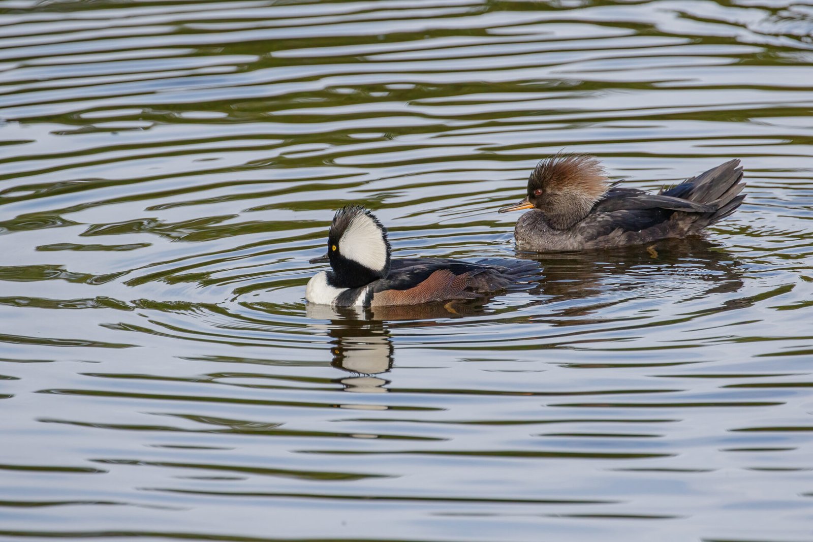 Hooded Merganser Male And Female Swimming In Stream