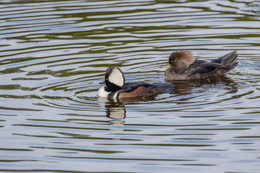 Hooded Merganser Male And Female Swimming In Stream