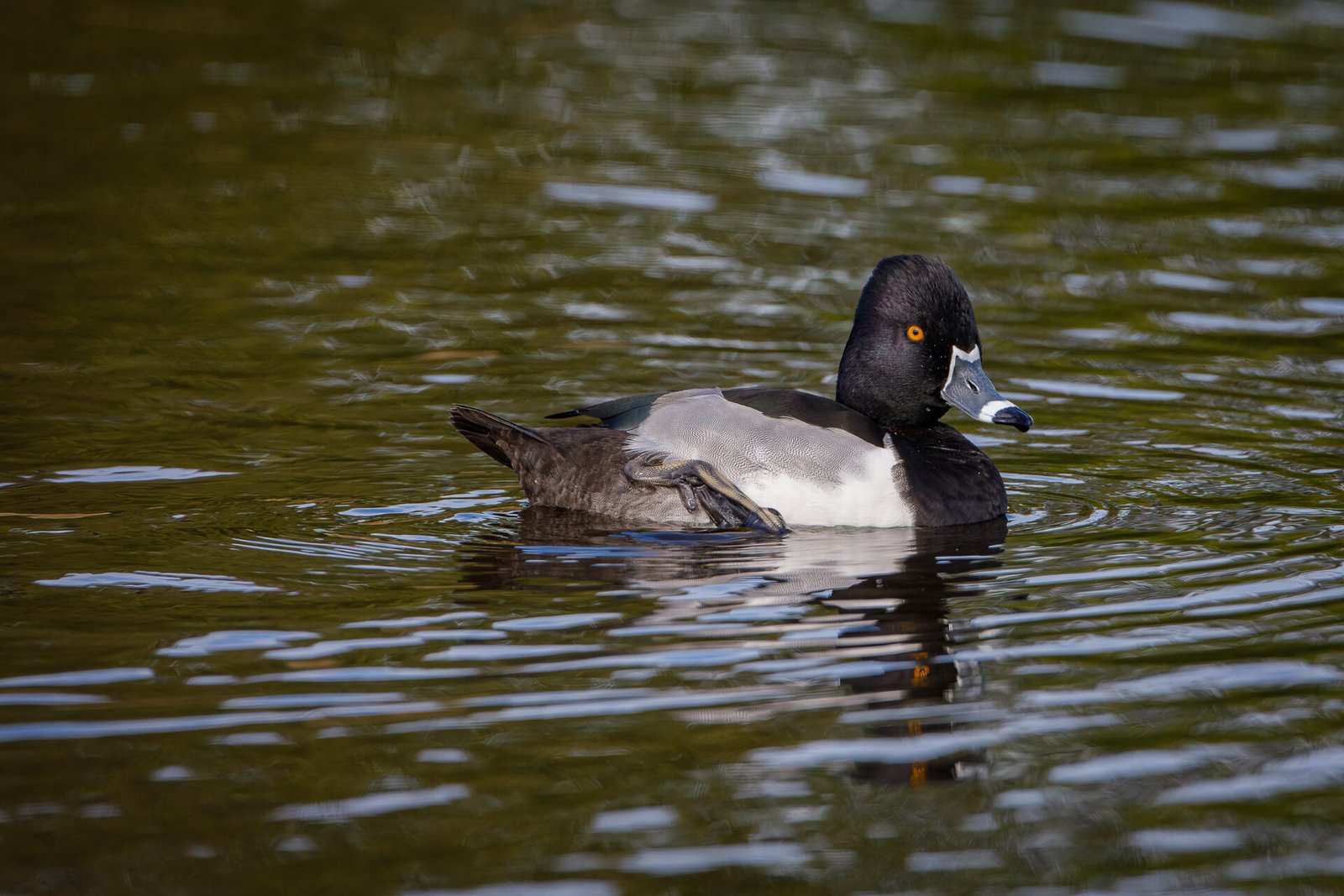 Ring Necked Duck Male Resting