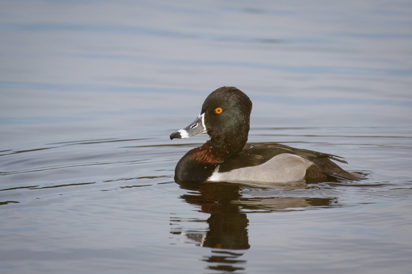 Ring Necked Duck Male Resting On Small Pond