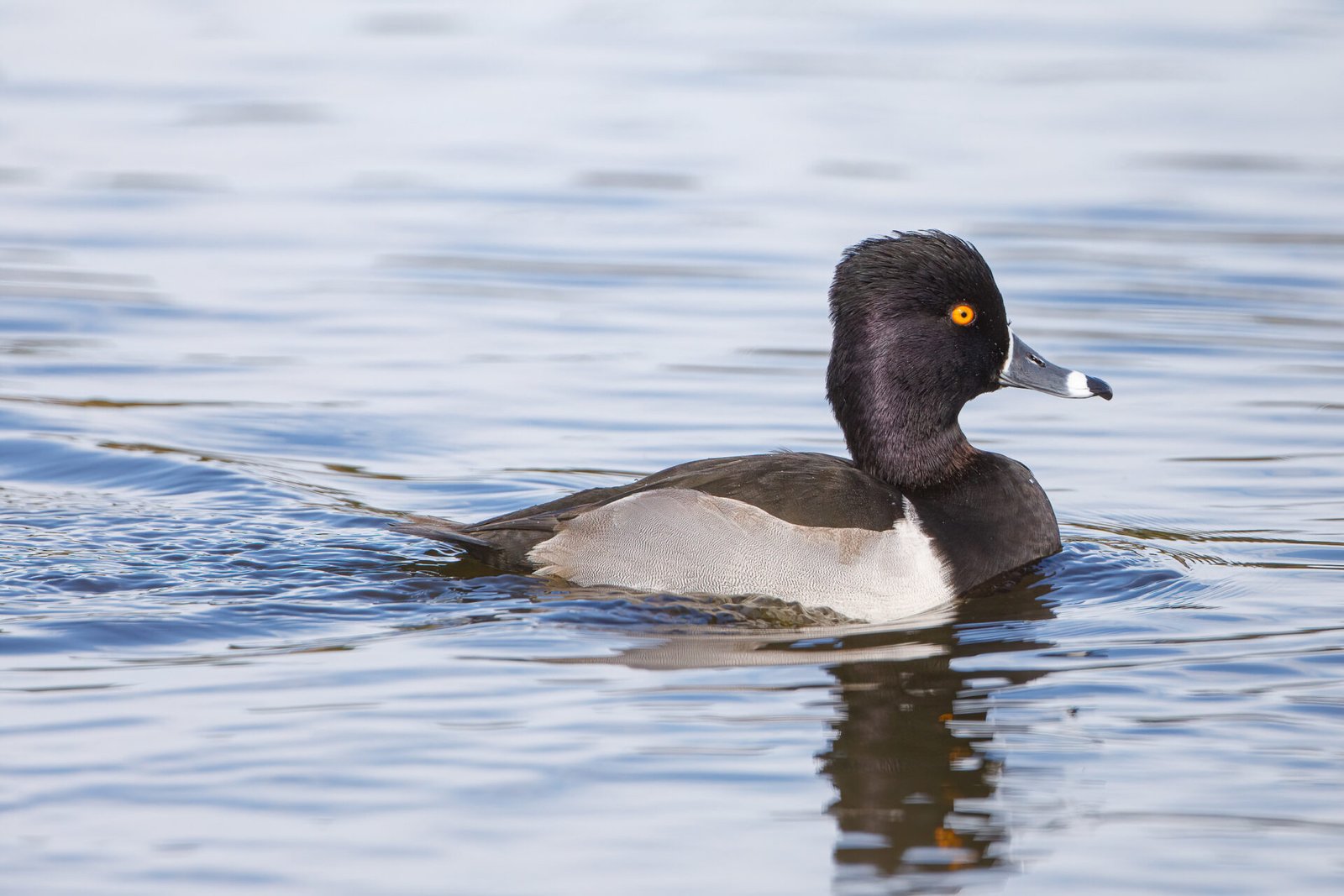 Ring Necked Duck Male Swimming On Pond