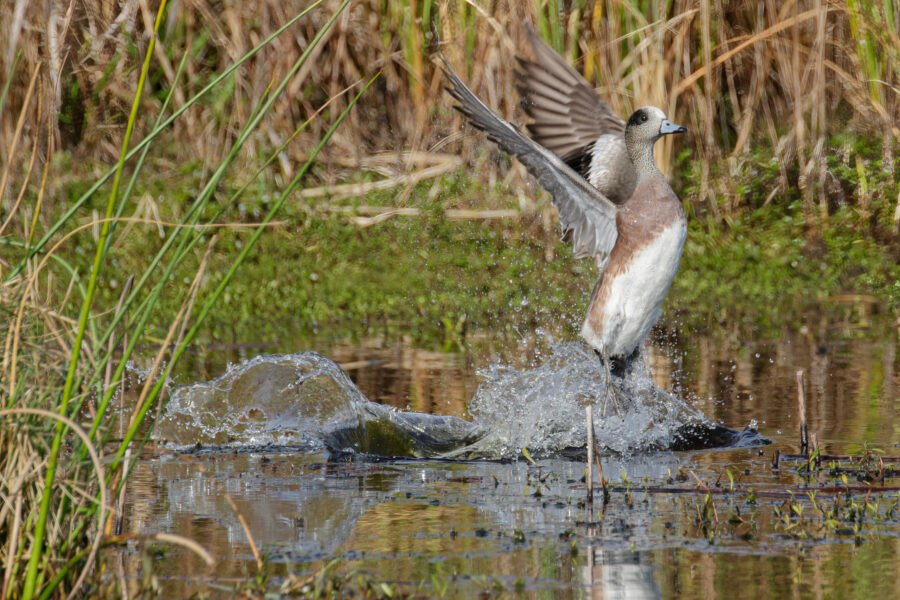 American Widgeon Male Blasting Off From Water