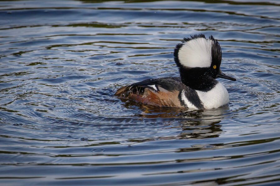 Hooded Merganser Male Swimming In Stream After Preening