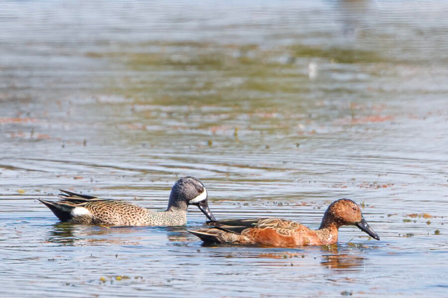 Blue Winged And Cinnamon Teal On Pond