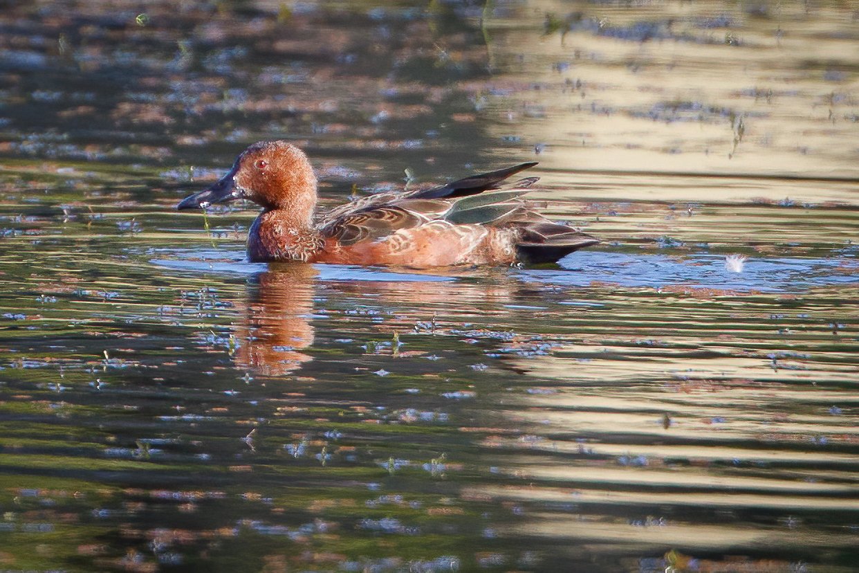 Cinnamon Teal Chewing Grass On Pond