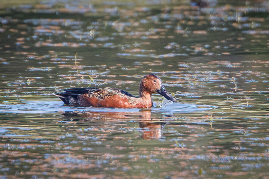 Cinnamon Teal Male Eating Grass On Lake