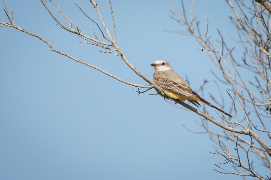Scissor Tailed Flycatcher Perched In Tree
