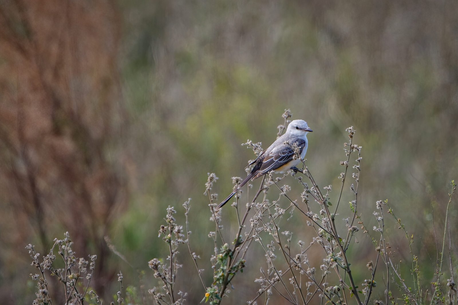 Scissor Tailed Flycatcher Perched On Top Of Dead Weeds