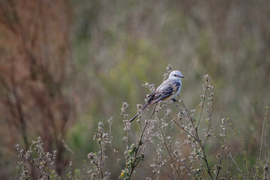 Scissor Tailed Flycatcher Perched On Top Of Dead Weeds