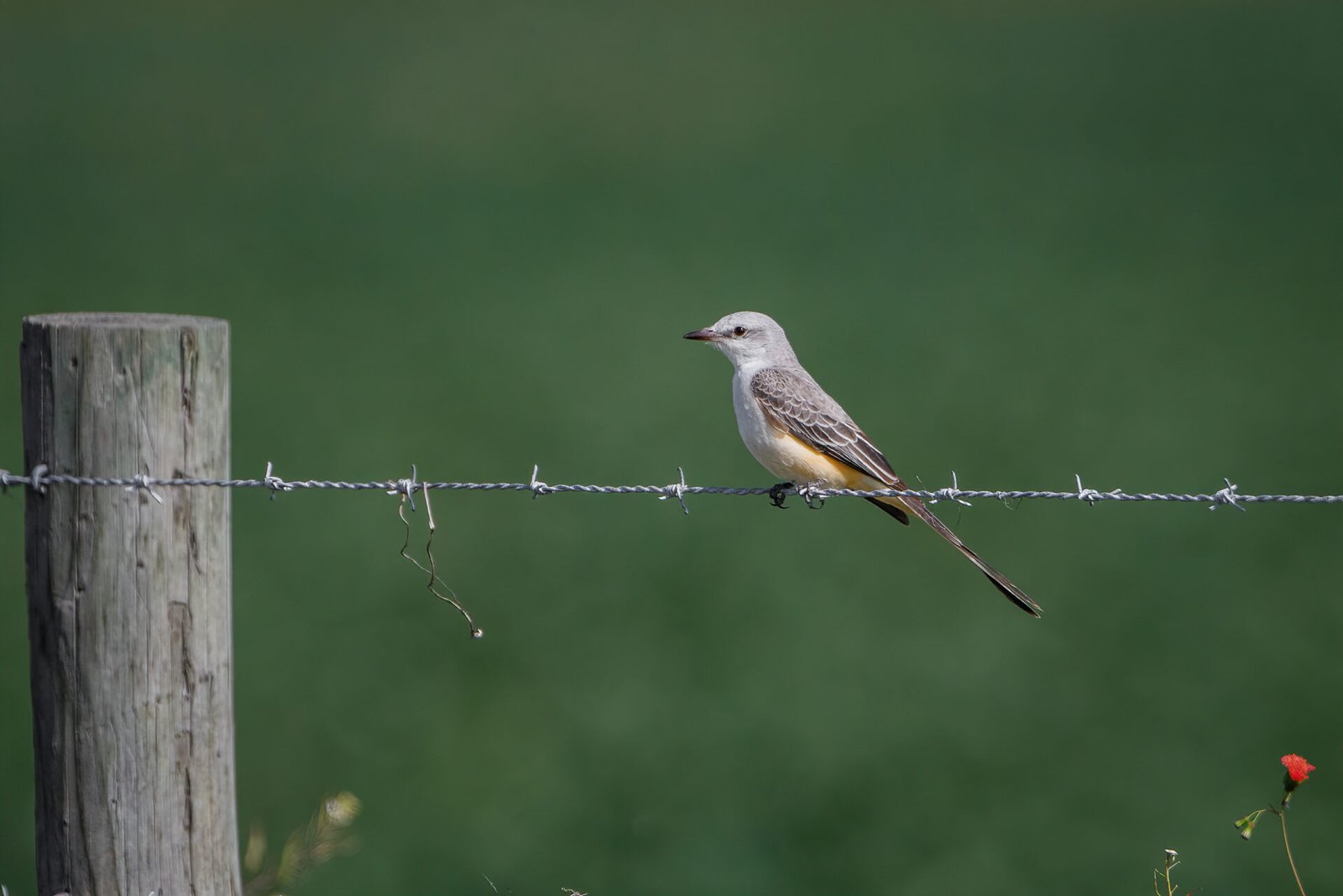 Scissor Tailed Flycatcher Resting On Barbed Wire Fence