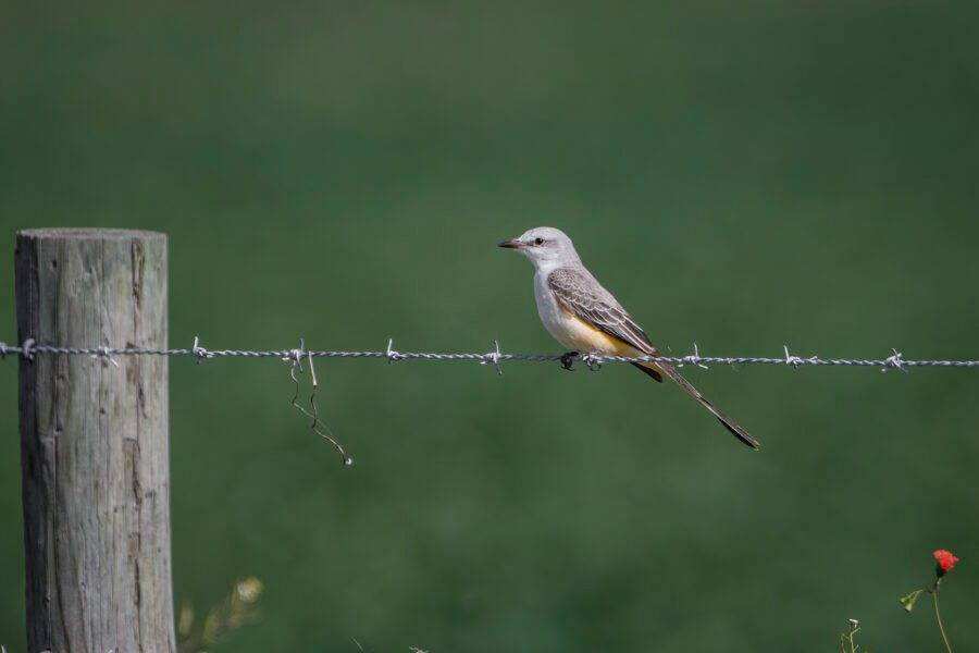 Scissor Tailed Flycatcher Resting On Barbed Wire Fence