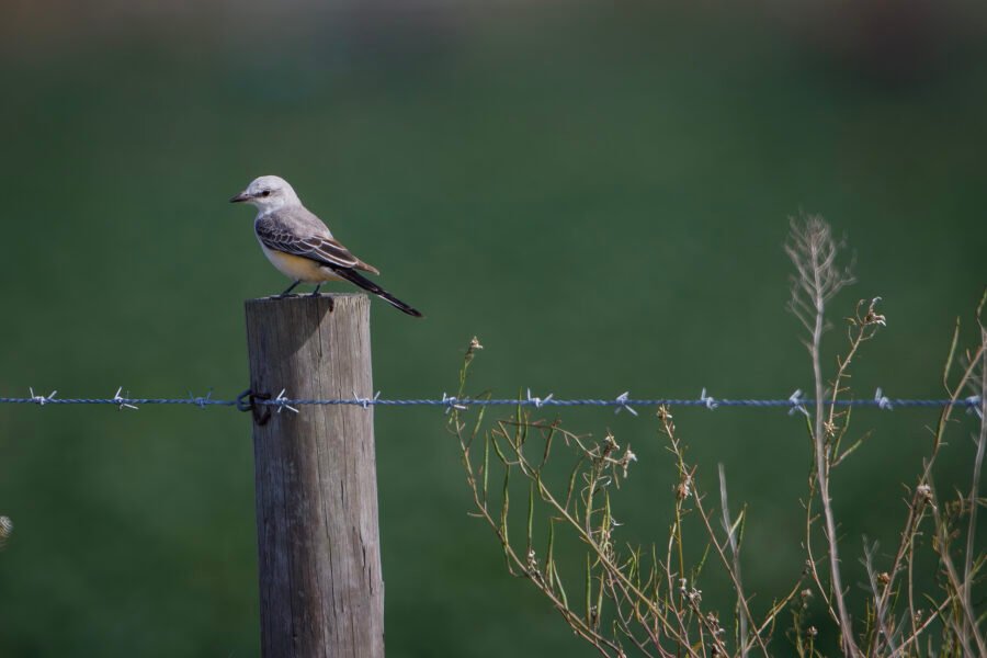 Scissor Tailed Flycatcher Perched On Fence Post