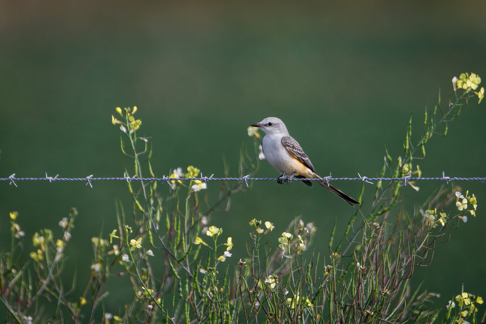 Scissor Tailed Flycatcher Resting On Barbed Wire Fence With Yellow Flowers