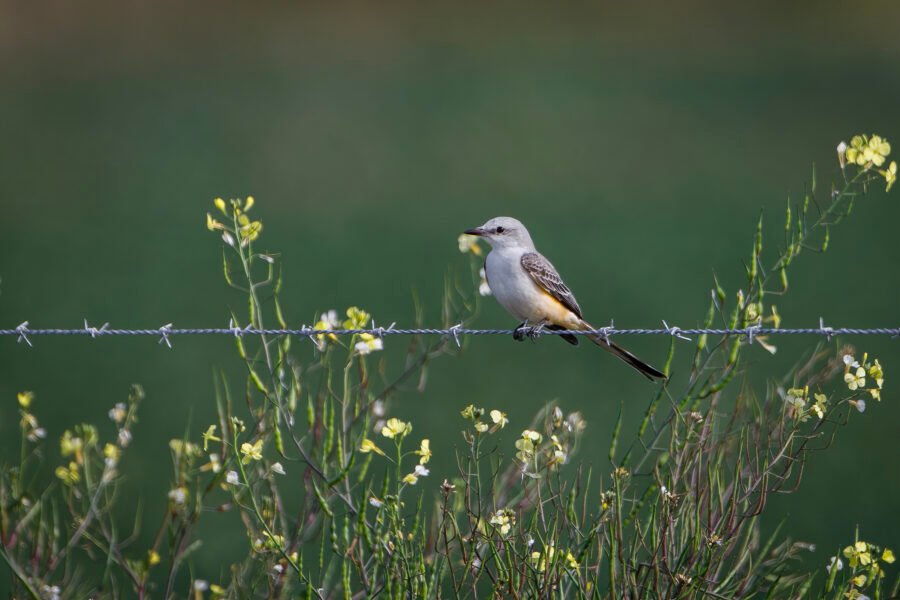 Scissor Tailed Flycatcher Resting On Barbed Wire Fence With Yell