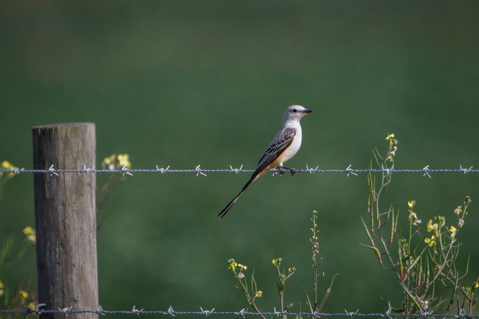 Scissor Tailed Flycatcher Sitting On Barbed Wire Fence With Yellow Flowers