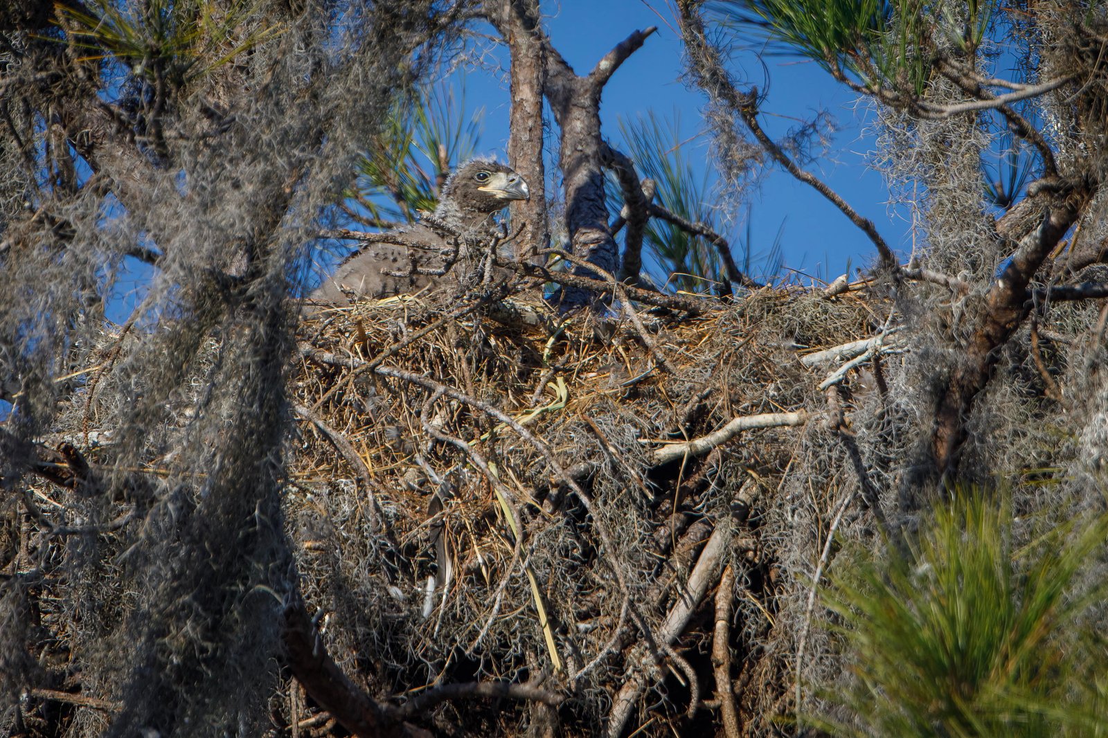 Bald Eagle Chick In Nest