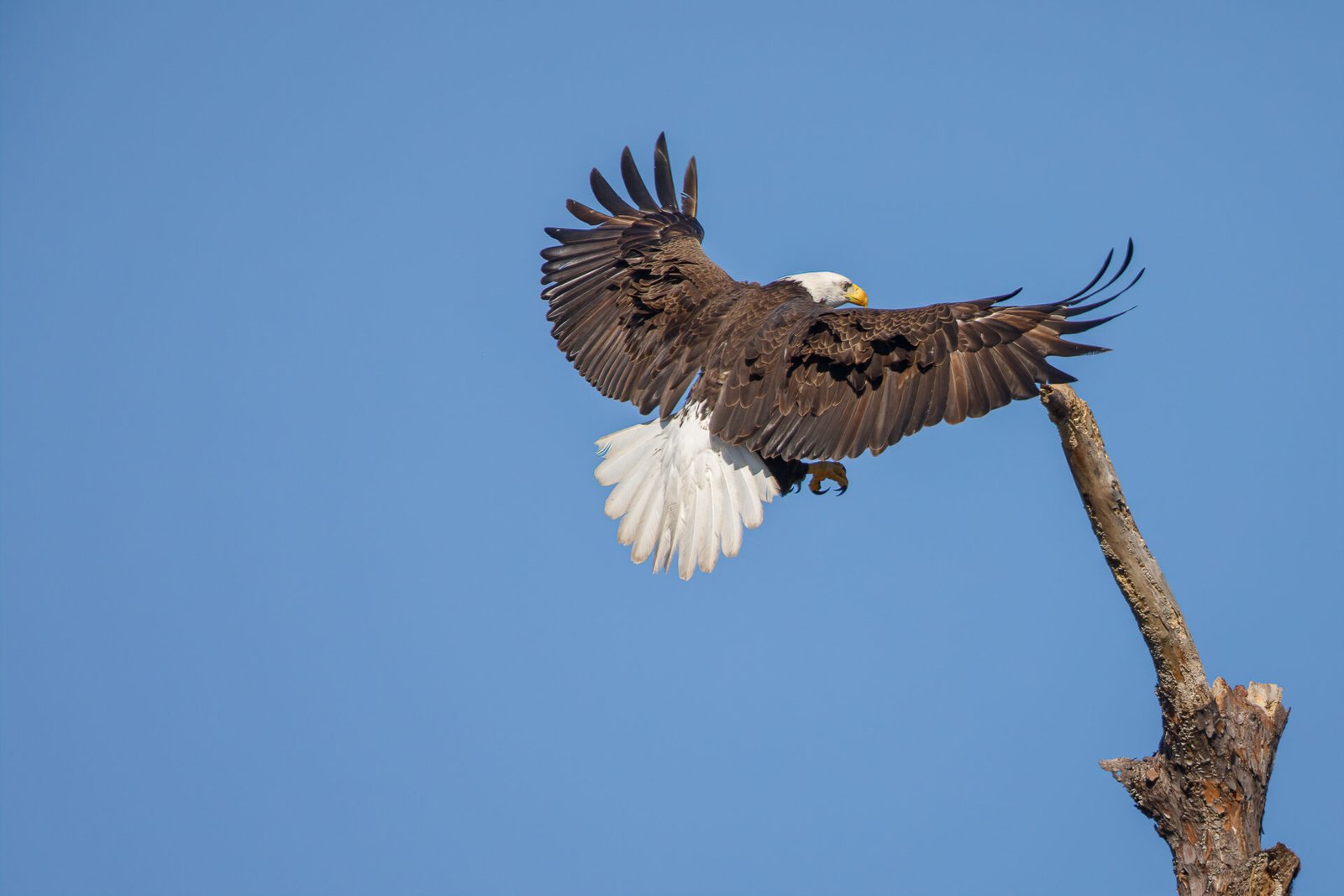 Bald Eagle Flaring Wings To Brake For Landing