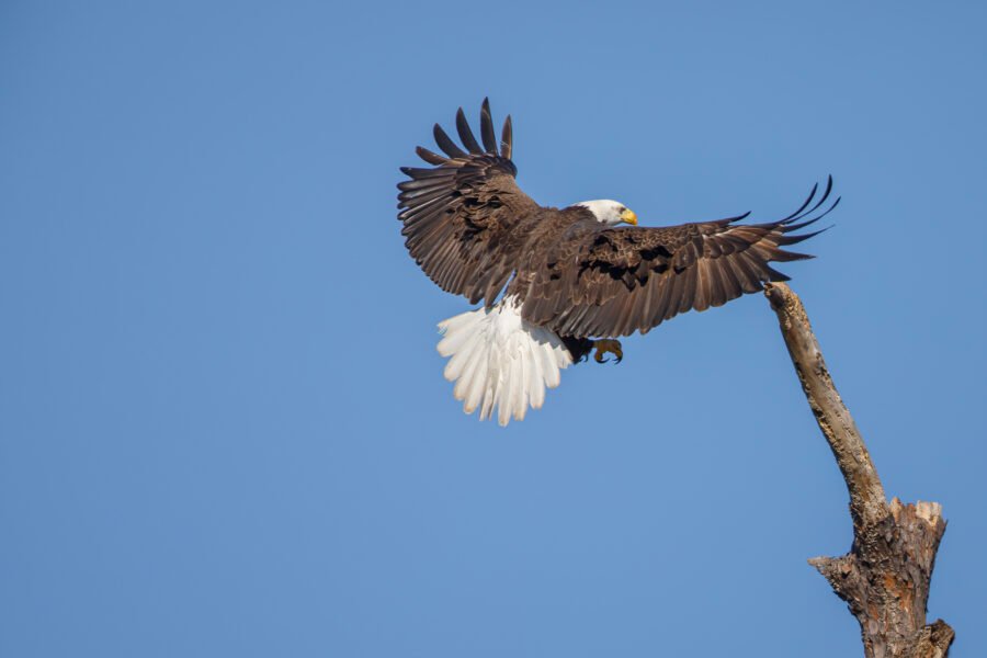 Bald Eagle Flaring Wings To Brake For Landing