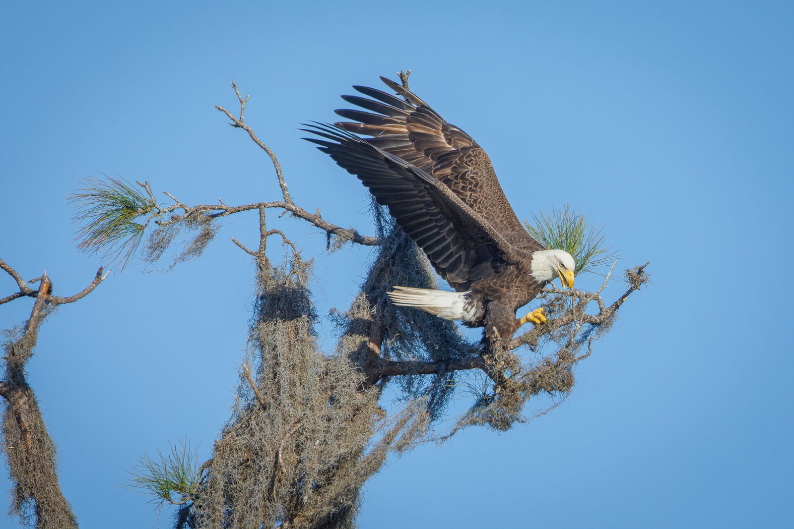 Bald Eagle Collecting Moss For Nest