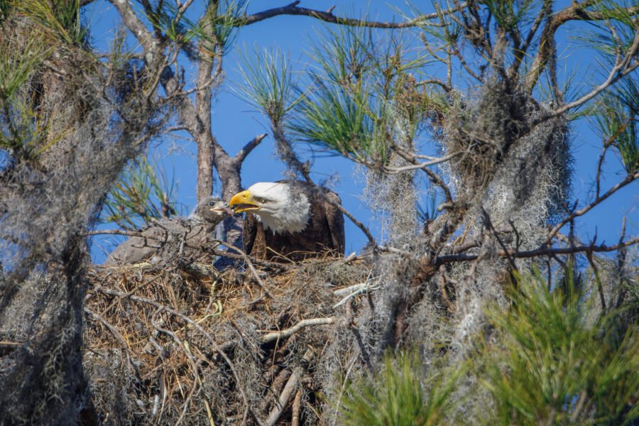 Bald Eagle Feeding Young Chick