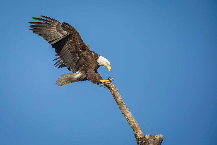 Bald Eagle Female Landing Next To Nest After Meal