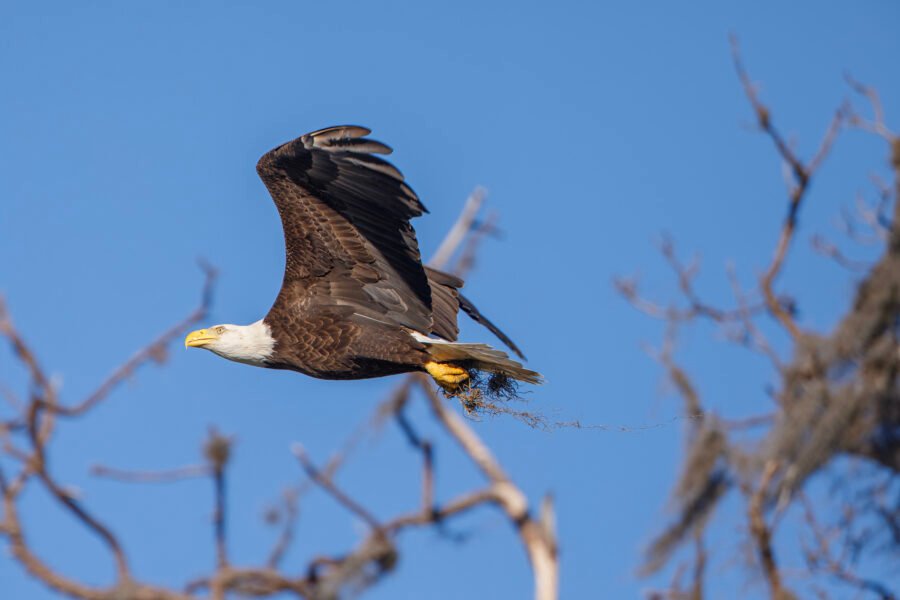 Bald Eagle Returning To Nest With Fresh Moss