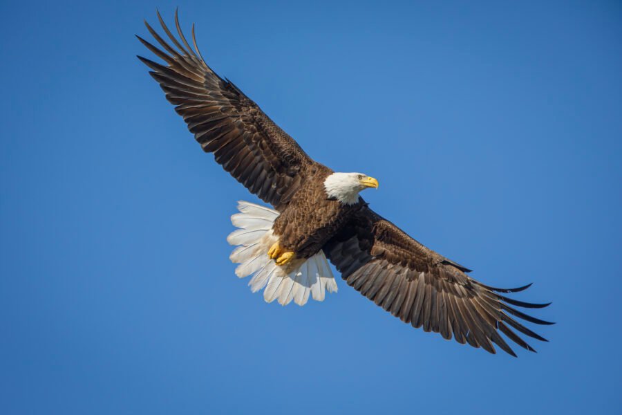 Bald Eagle Circling To Return To Nest