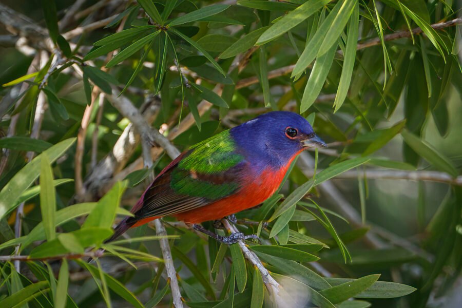 Painted Bunting Male Resting In Bottlebrush Tree