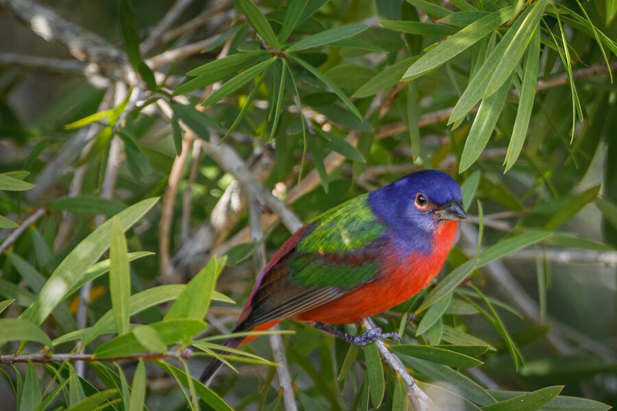 Painted Bunting Male Sitting In Shade Of Bottlebrush