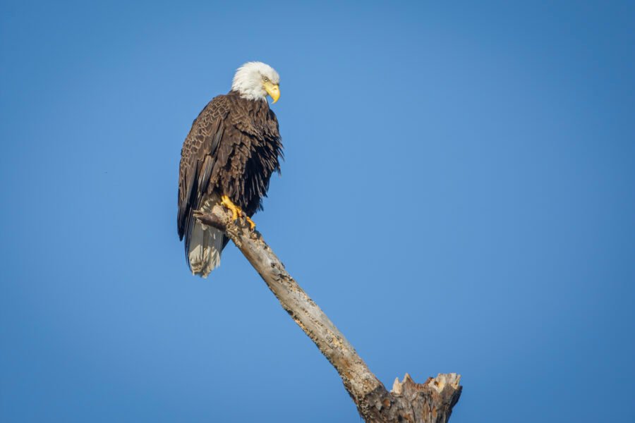 Bald Eagle Female Perched Atop Dead Tree