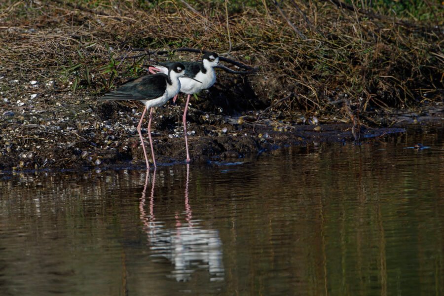 Black Necked Stilts Standing On Edge Of Water With Reflection