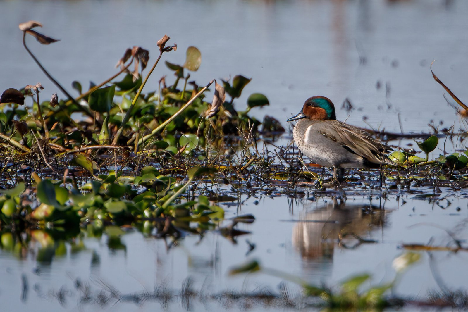 Green Winged Teal Resting Looking Left With Reflection