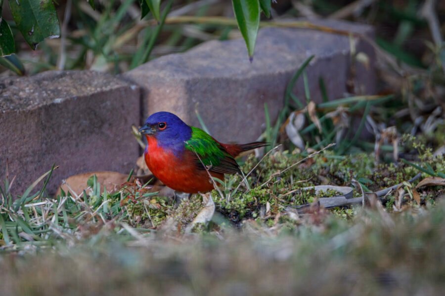 Painted Bunting Male On Ground Eating Grass Seeds