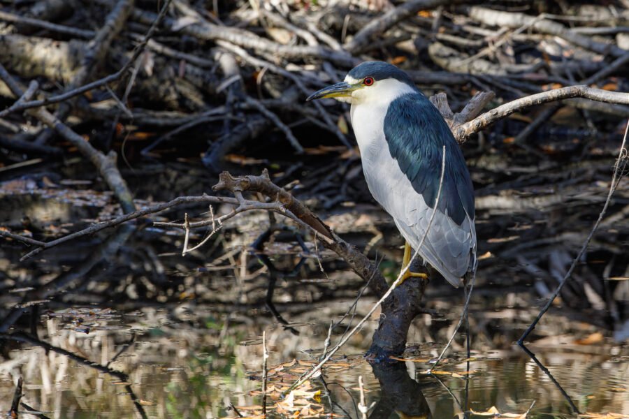 Black Crowned Night Heron Perched On Branch Over Stream