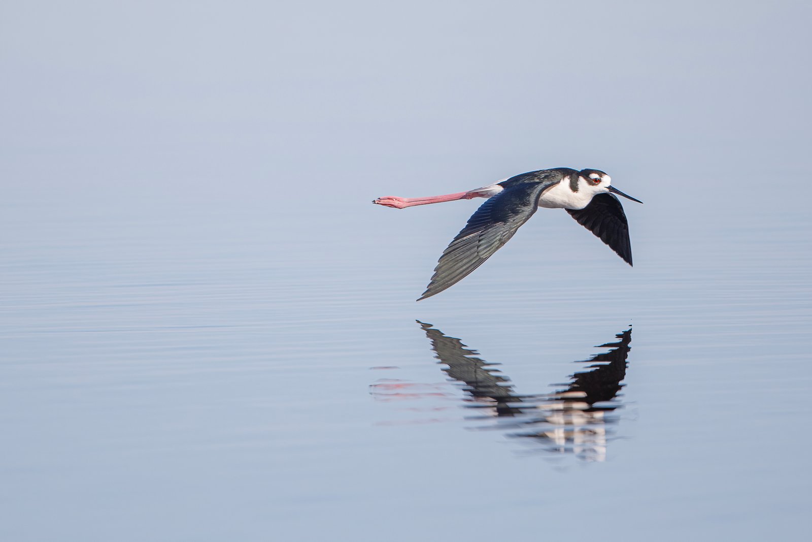 Black Necked Stilt Flying Low Across Water With Reflection