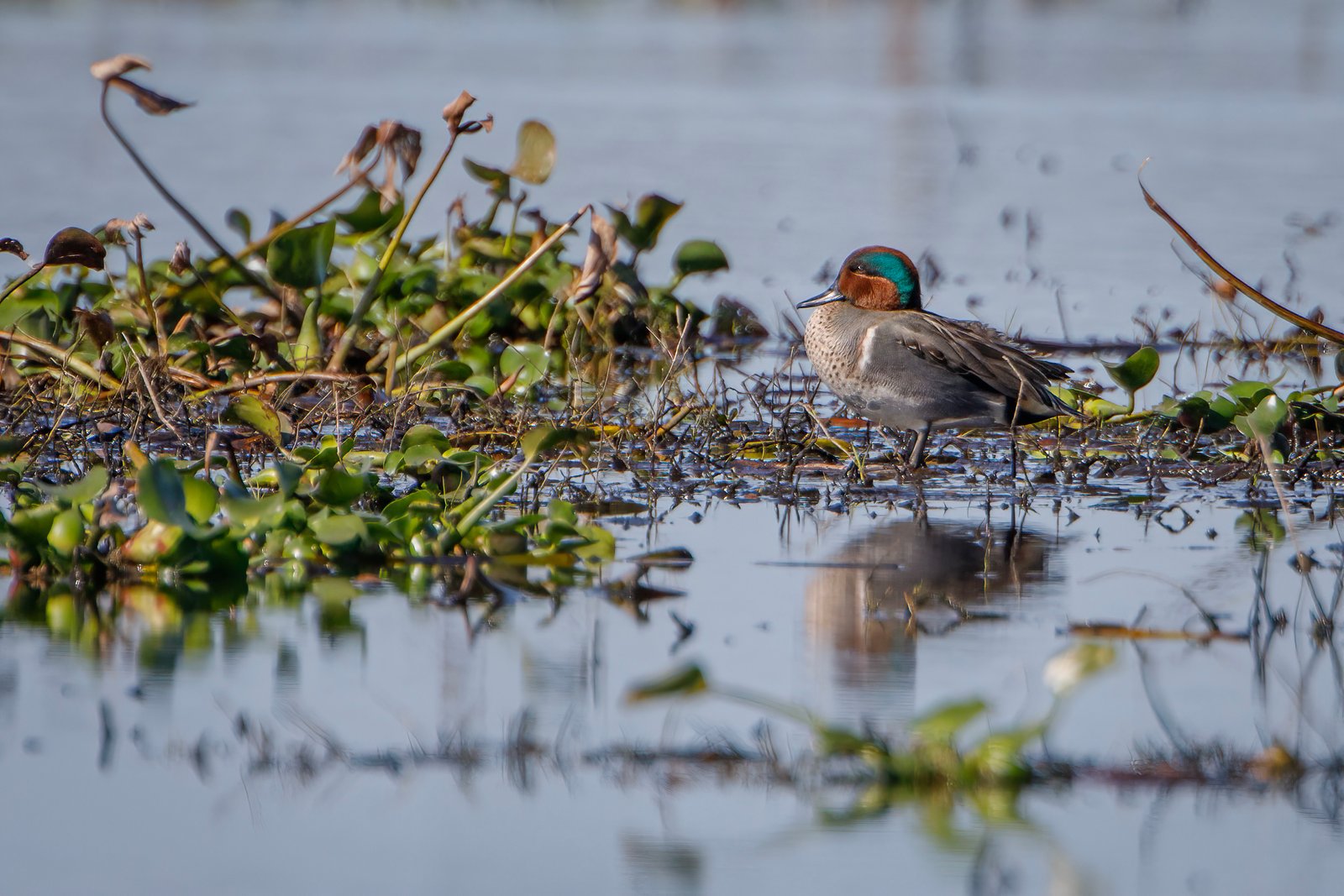 Green Winged Teal Male Standing On Grass Island With Reflection