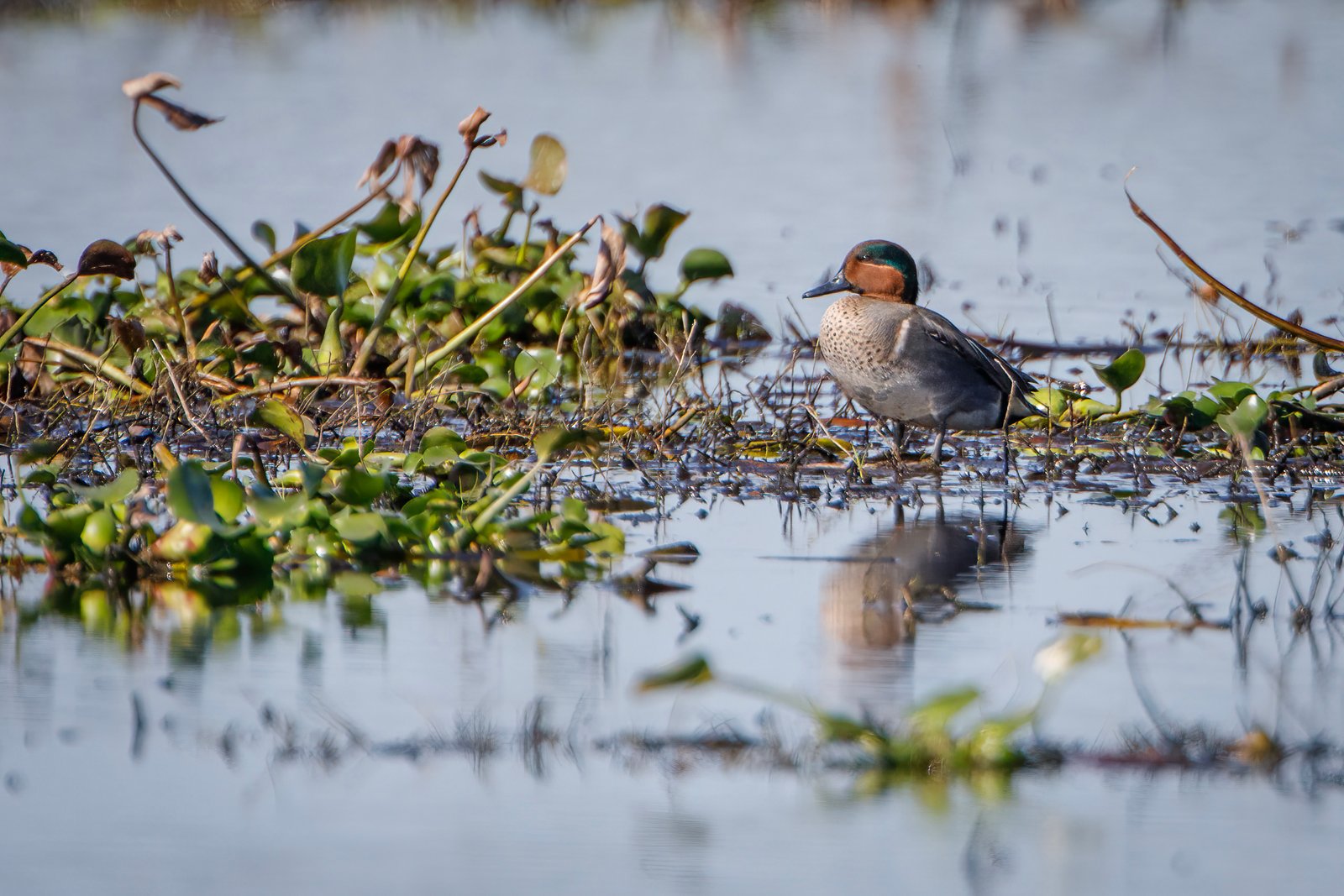 Green Winged Teal Watching Across Water With Reflection