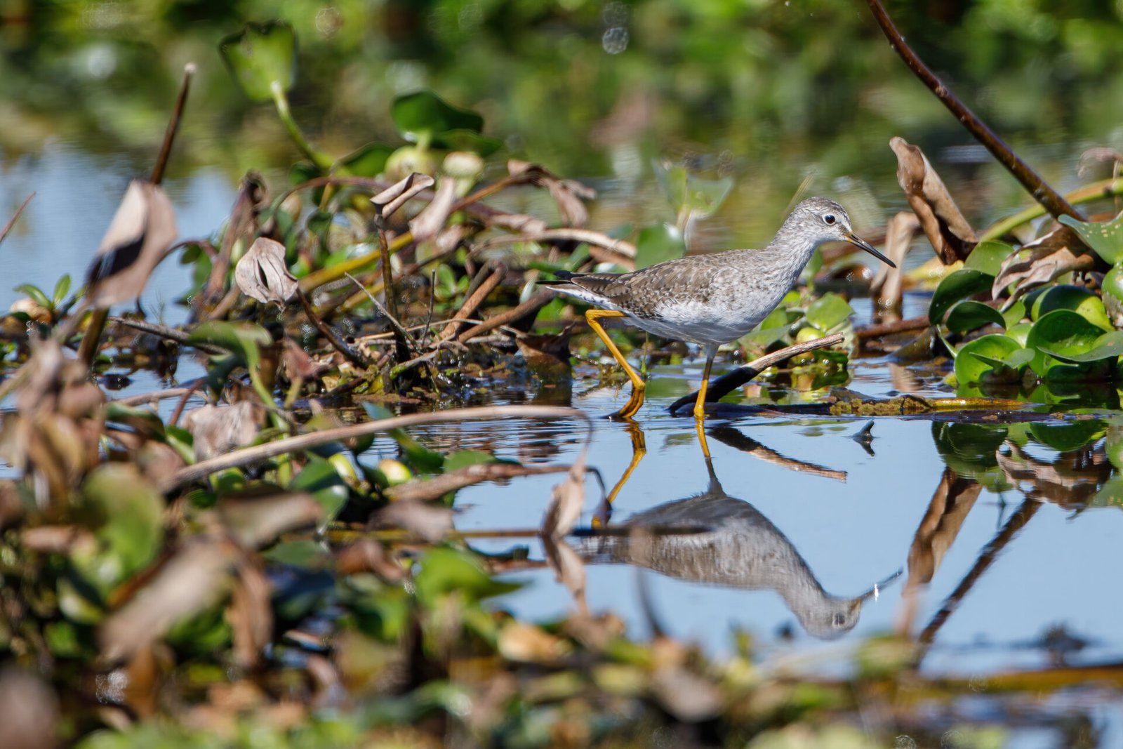 Lesser Yellowlegs Wading Through Water With Reflection