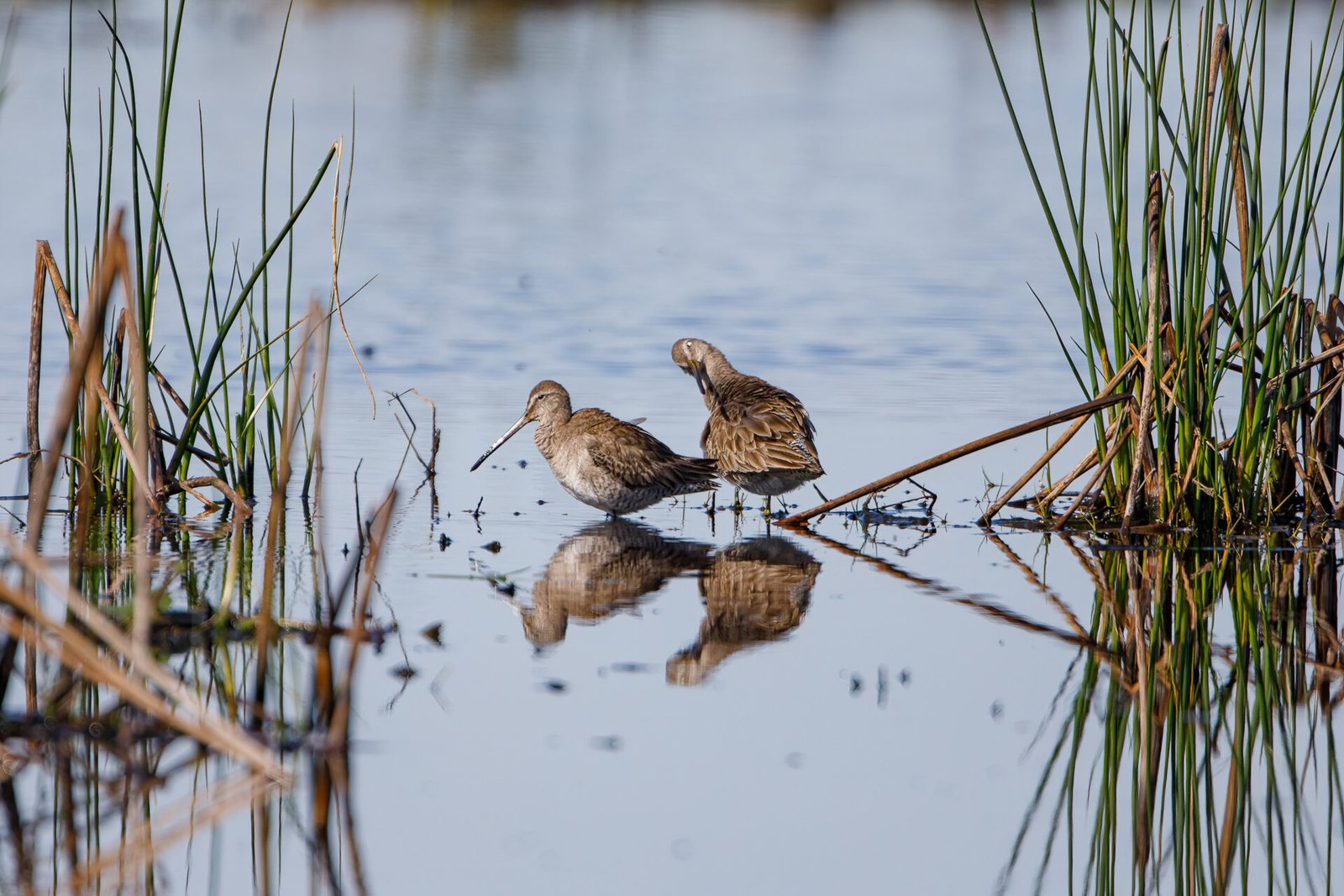 Long Billed Dowitchers Preening In Water With Reflection