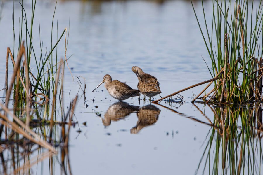Long Billed Dowitchers Preening In Water With Reflection